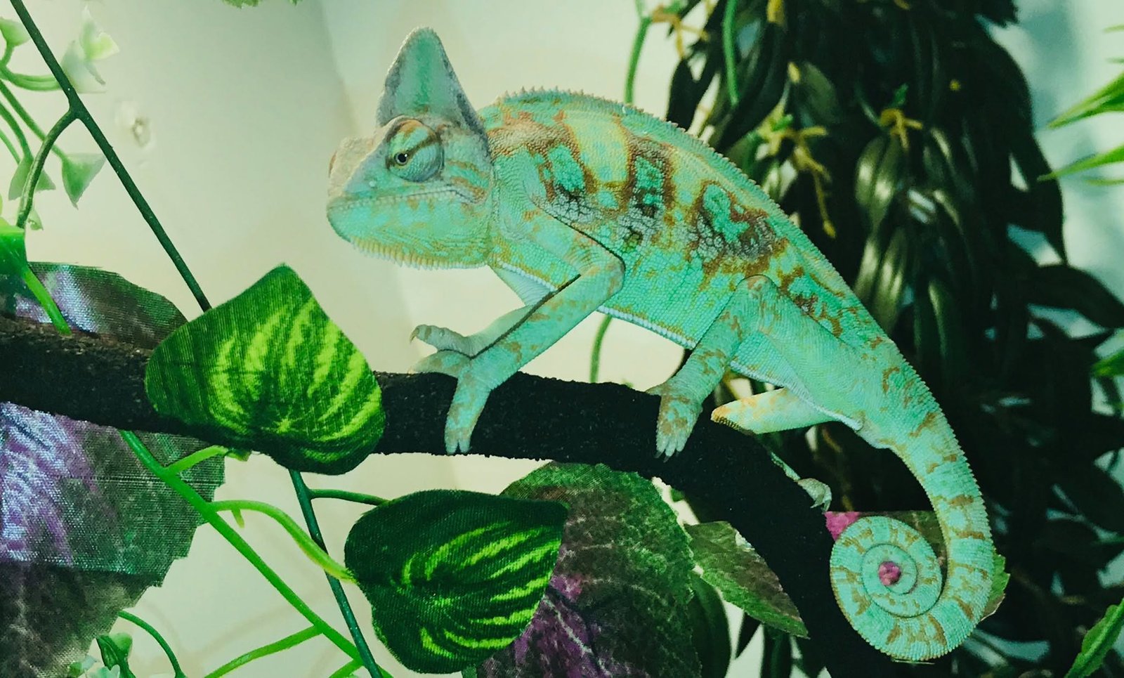 Caméléon voilé ou panthère sous éclairage UV au refuge