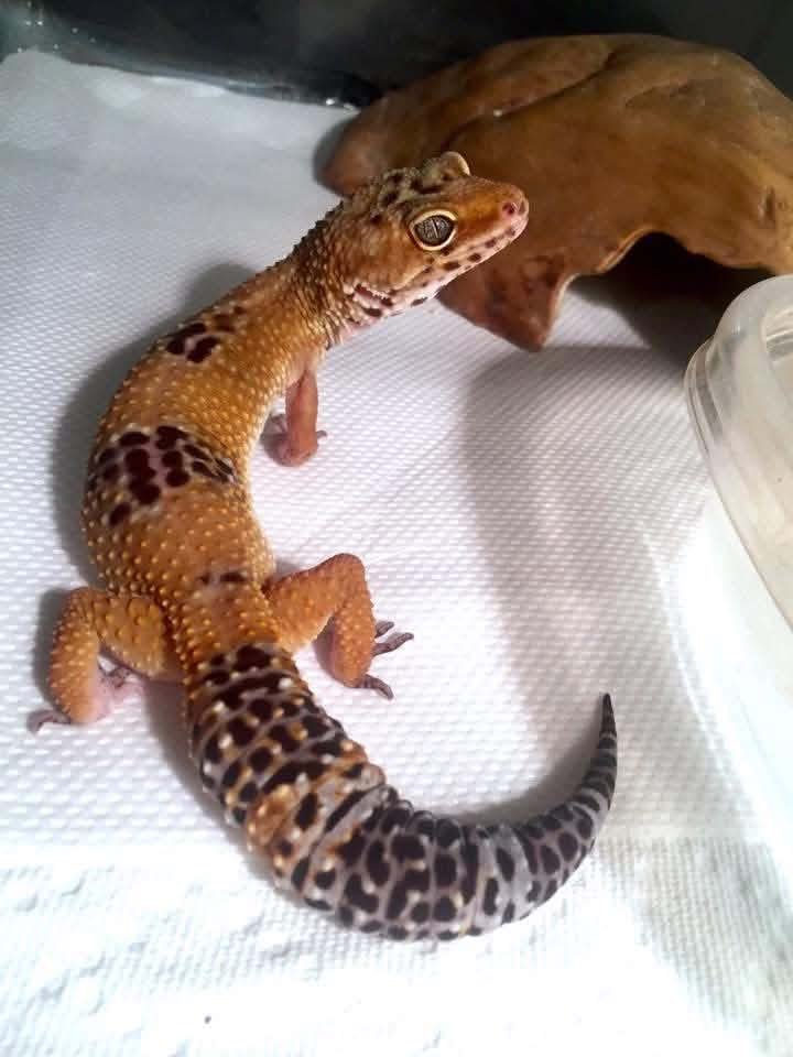 Gecko léopard au regard curieux au refuge Scaley Faces