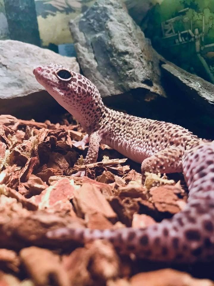 Gecko à crête Correlophus ciliatus au refuge Scaley Faces