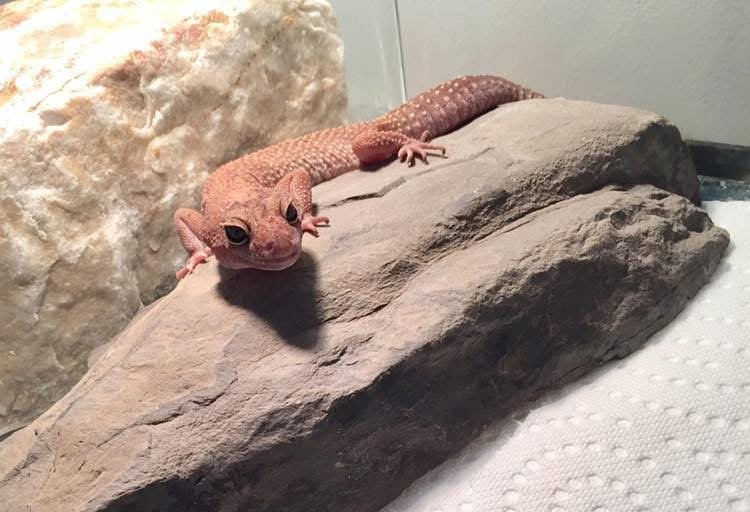 Gecko exotique accueilli pour adoption au refuge