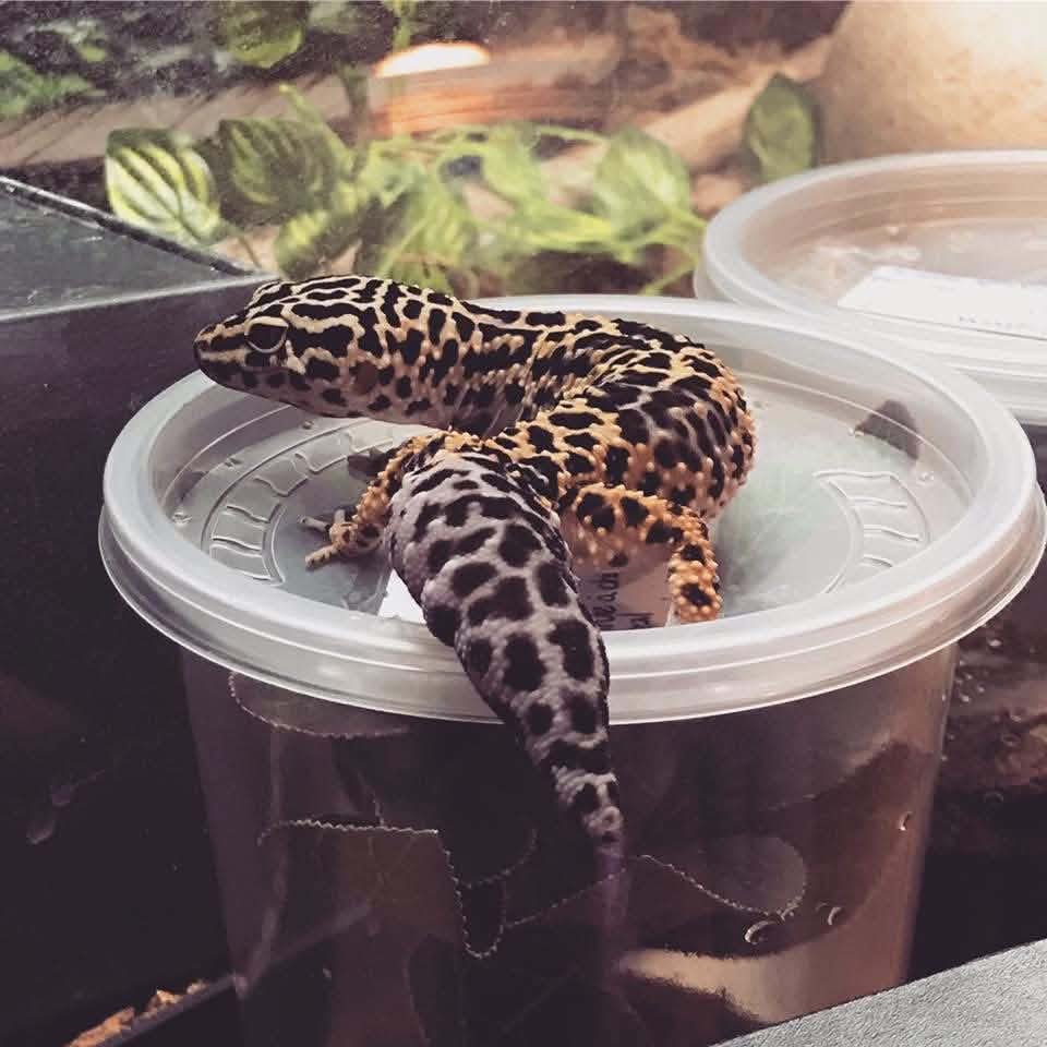Détail d'un gecko pris en charge au refuge Scaley Faces