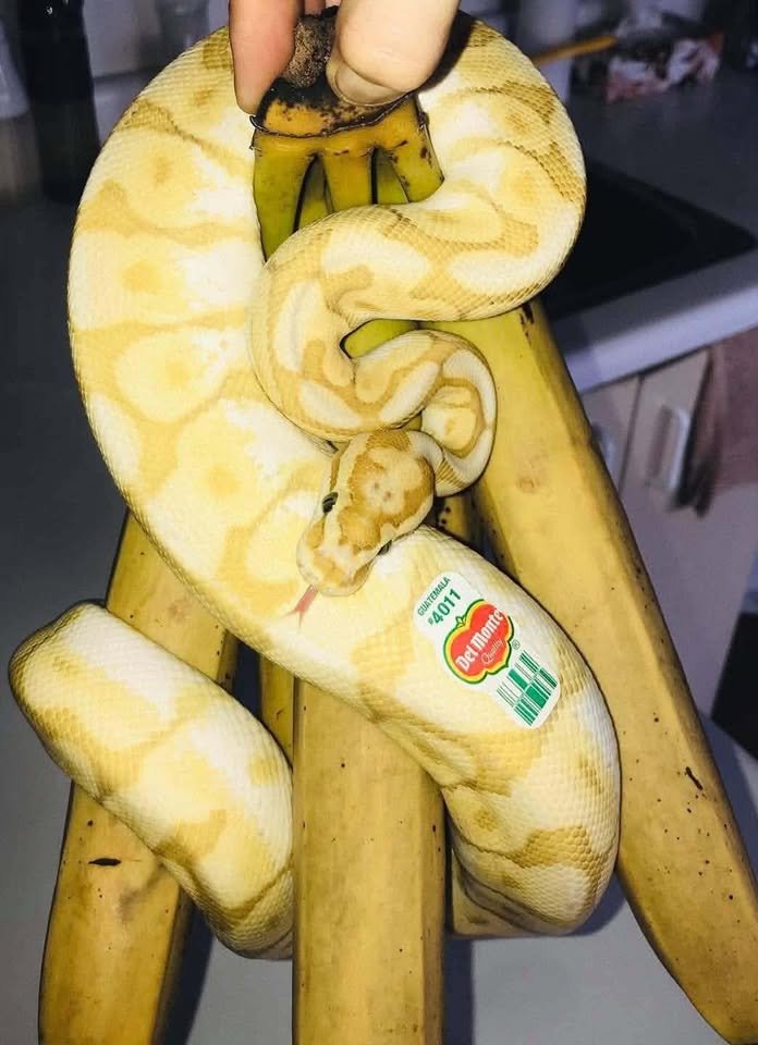 Python royal ou constricteur hébergé au refuge