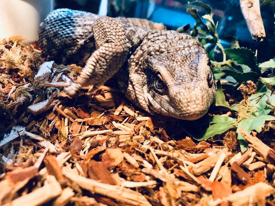 Tegu argenté ou géant hébergé au refuge Scaley Faces